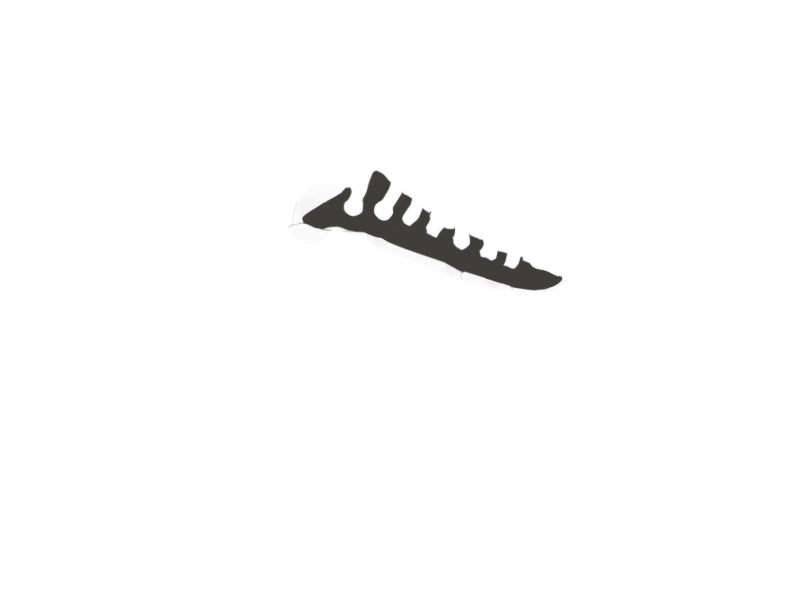 SHARK LEATHER