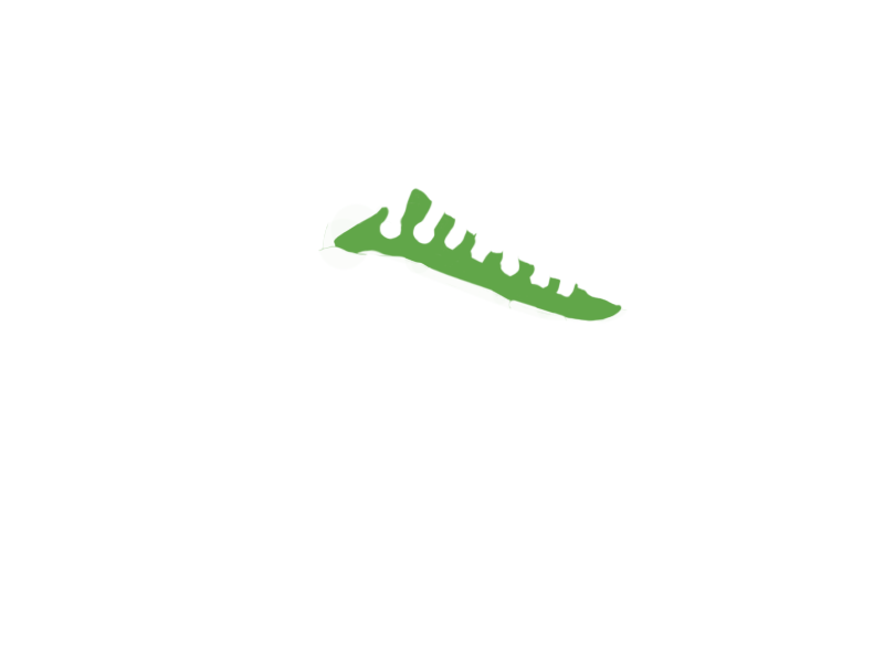 LIME LEATHER